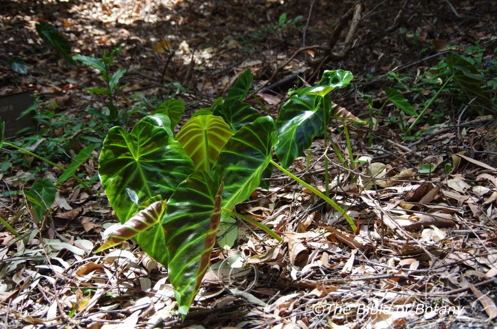 Plant descriptions â randia moorei â rytidosperma tenuius â the bible of botany