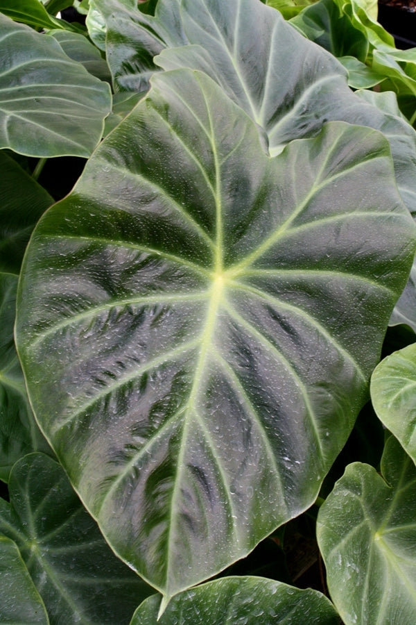 Learn about remusatia vivipara son la son la hitchhiker elephant ear perennial encyclopedia