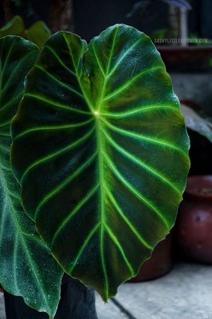 Indoor plant caladium