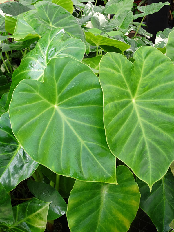 Lg hitchhiker elephant ear plant remusatia vivipara â urban tropicals