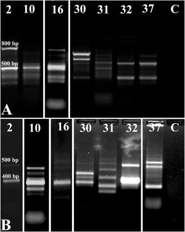 Rapid detection of oxalotrophic endophytic bacteria by colony pcr from colocasia esculenta and remusatia vivipara