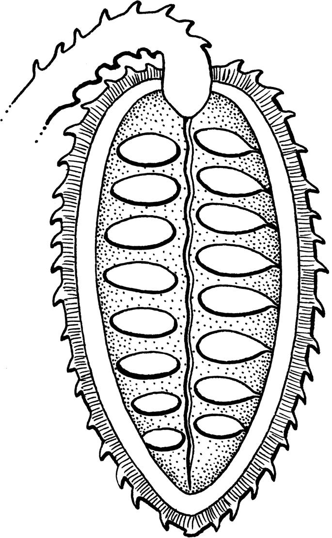 Telechorie â fernausbreitung