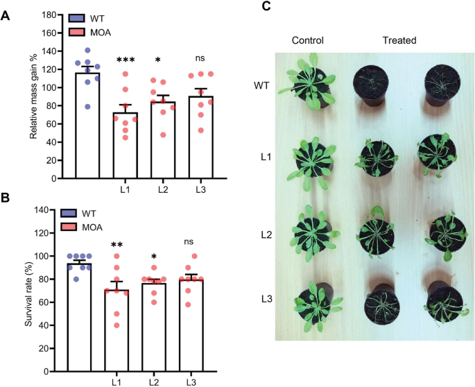 Marasmius oreades agglutinin enhances resistance of arabidopsis against plant