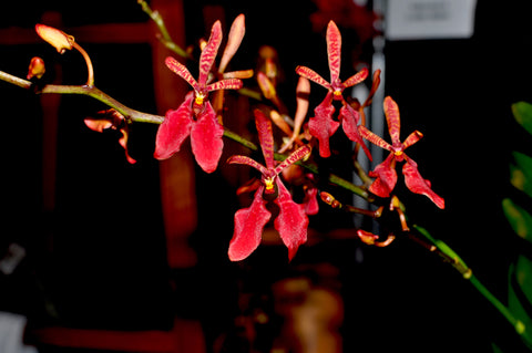 Renanthera kilauea â orchid design