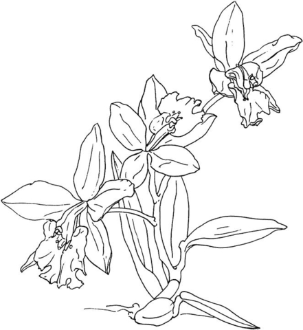 Orchids coloring page free printable coloring pages