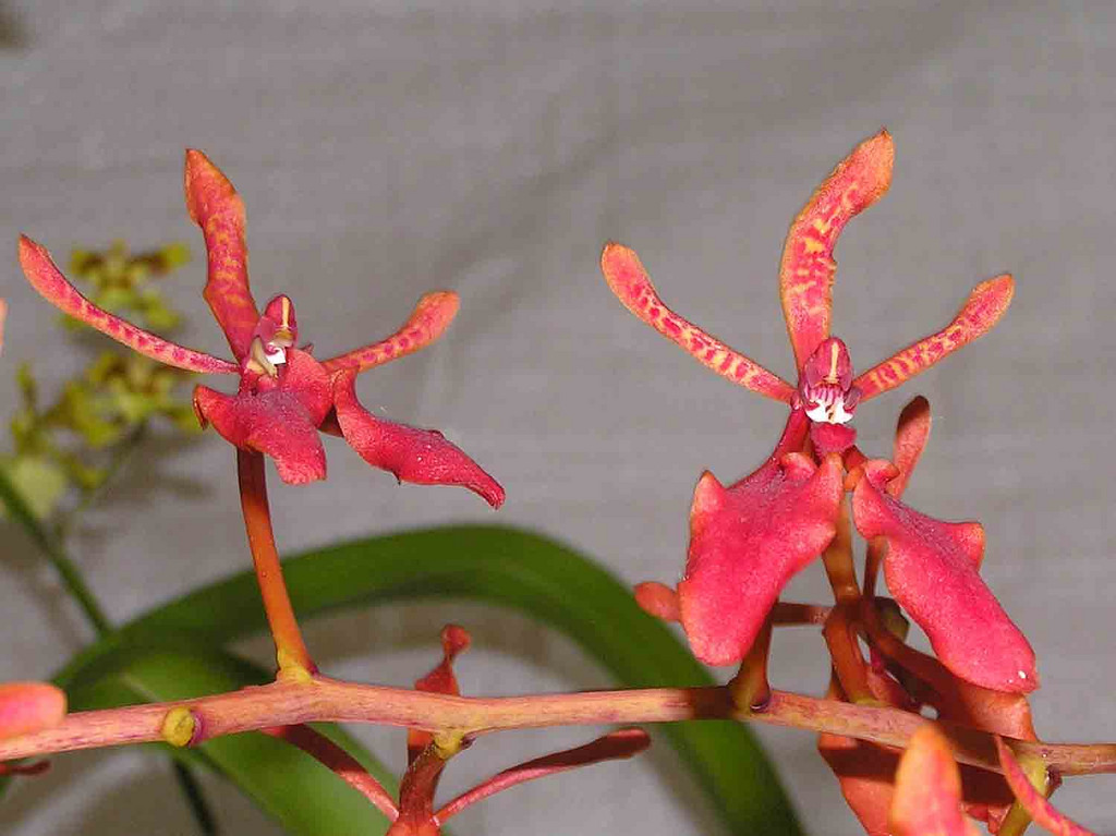 Renanthera coccinea care and culture s blog