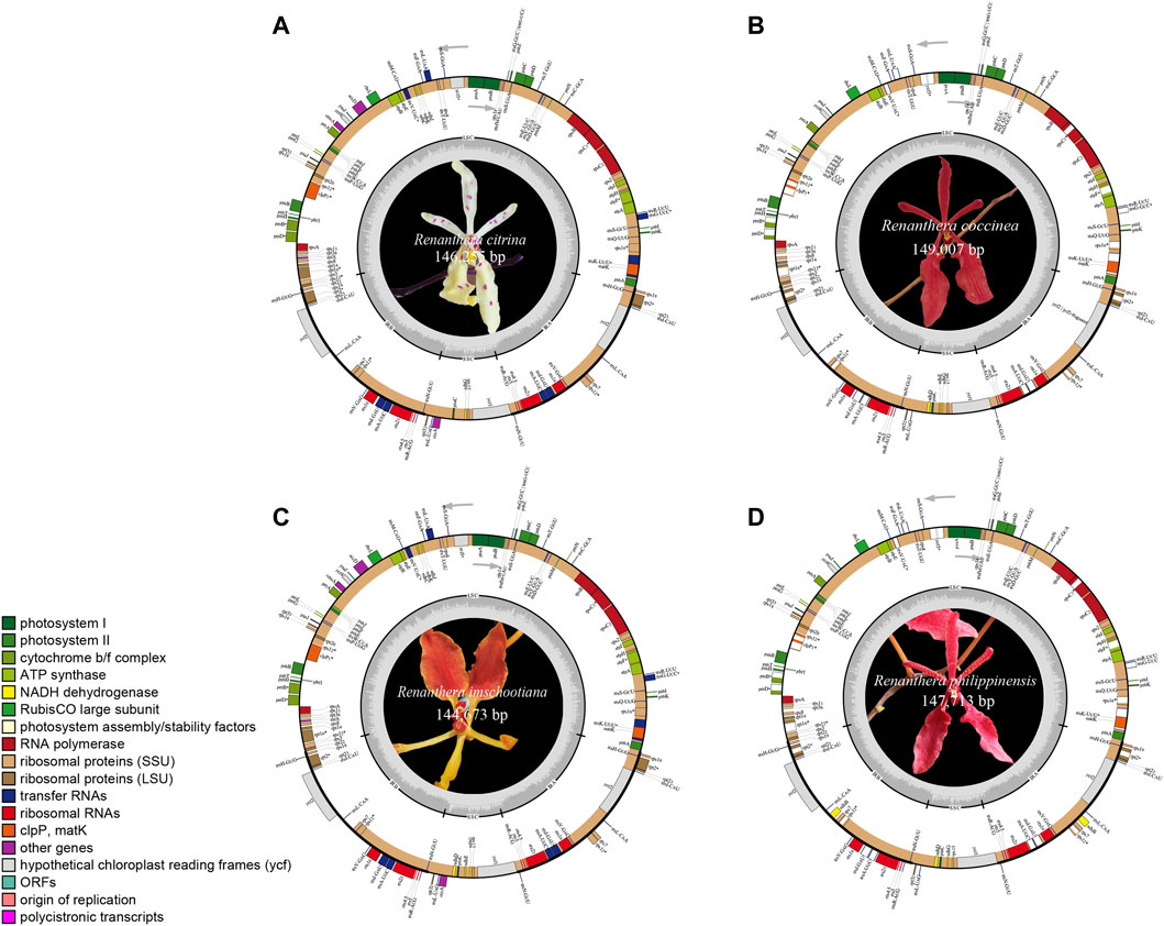 Frontiers comparative phylogenetic analysis of complete plastid genomes of renanthera orchidaceae