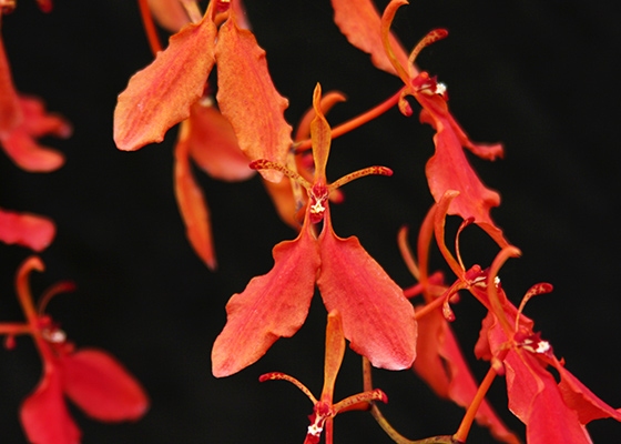 Renanthera imschootiana at santa barbara orchid estate