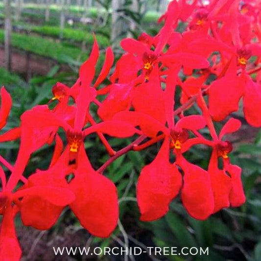 Buy vanda orchids online india vanda orchid orchid