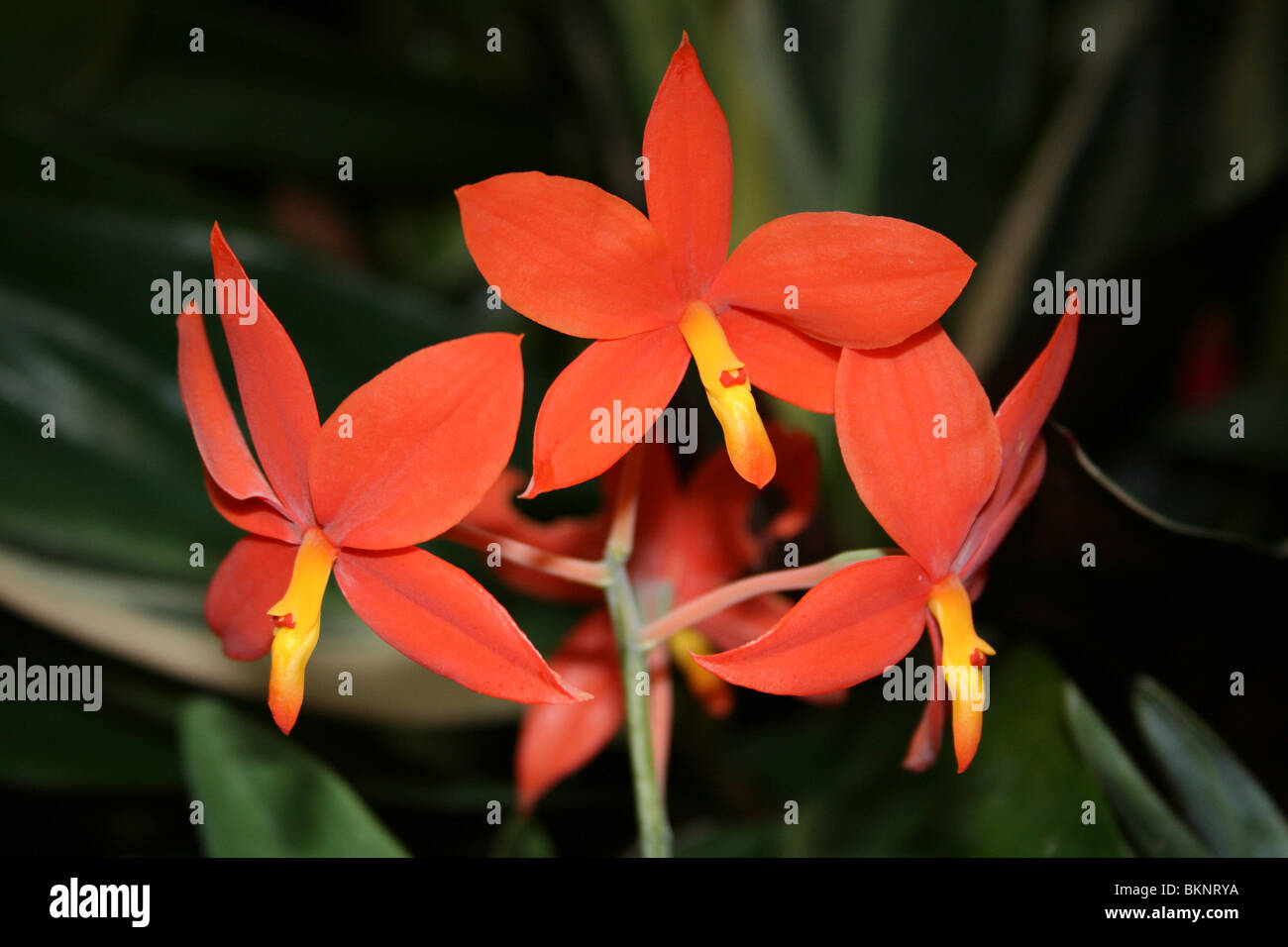 Orange red orchid flower tropical hi