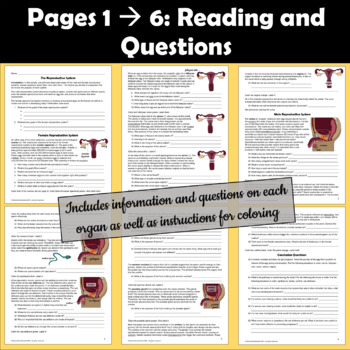 Reproductive system male and female coloring and activity packet