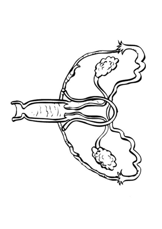 Coloring page female reproductive organs