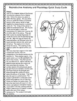 Reproductive system coloring pages tpt