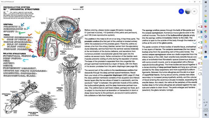 Anatomy coloring book page pg female reproductive system