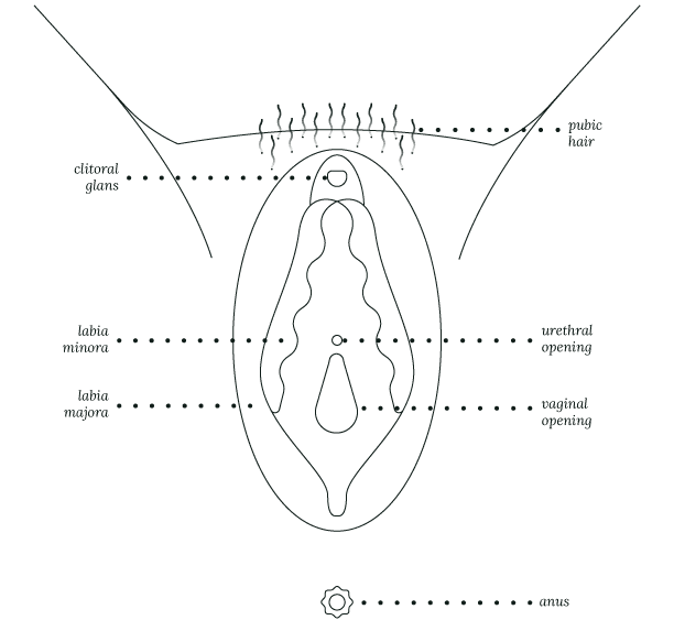 Viva la vulva coloring sheet meet rosy