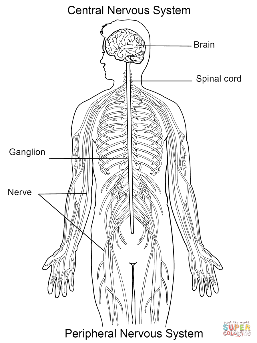 Nervous system coloring page free printable coloring pages