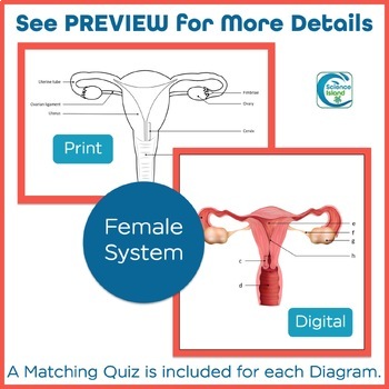 Reproductive system diagrams and quizzes