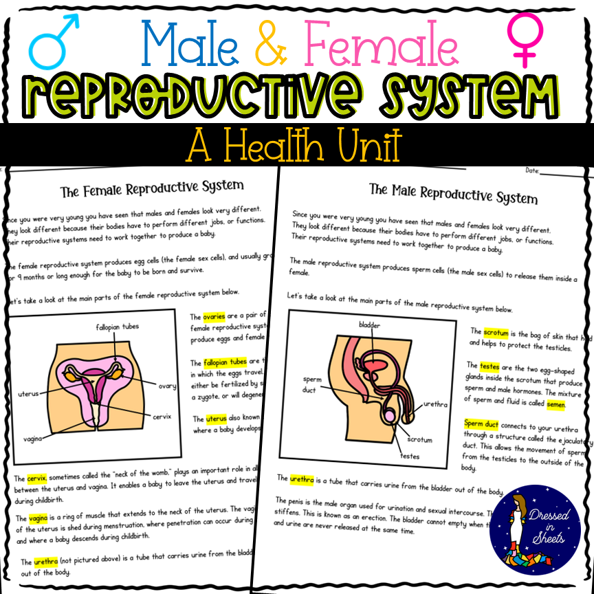 Male and female reproductive systems a health unit made by teachers