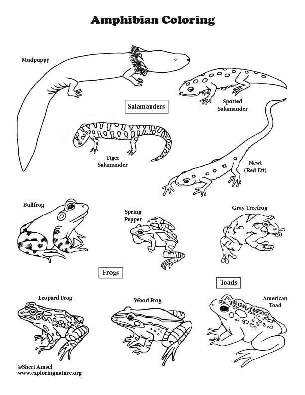 Amphibians coloring page