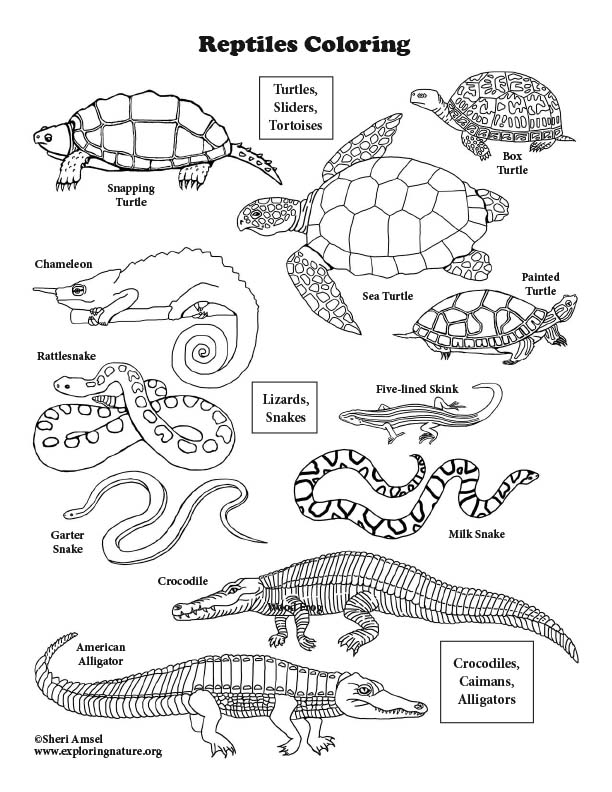 Reptiles coloring page