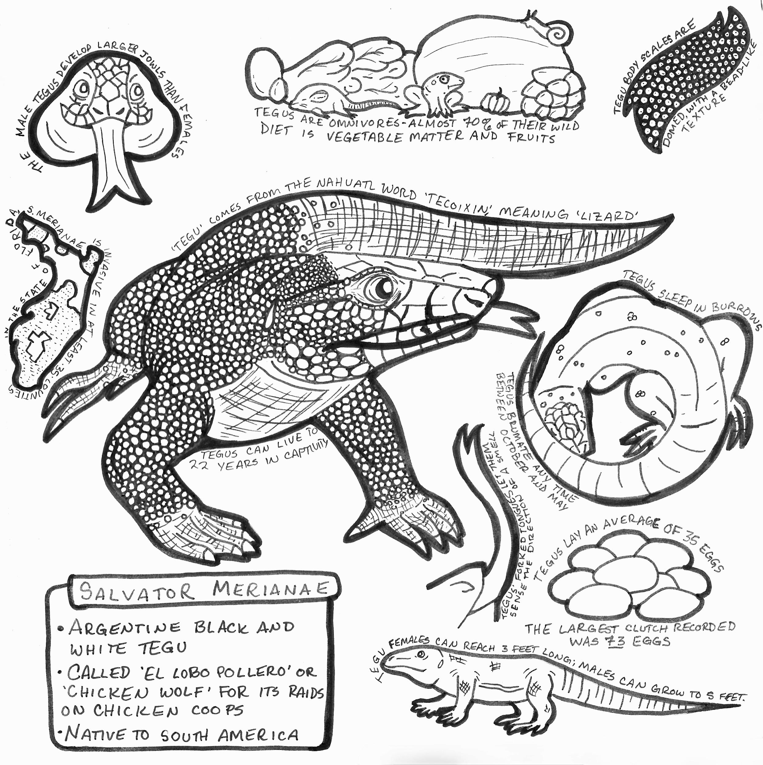 A tegu coloring sheet that i made for the purpose of coloring and learning a little bit about tegus rreptiles