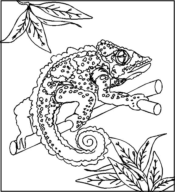 Reptile coloring pages