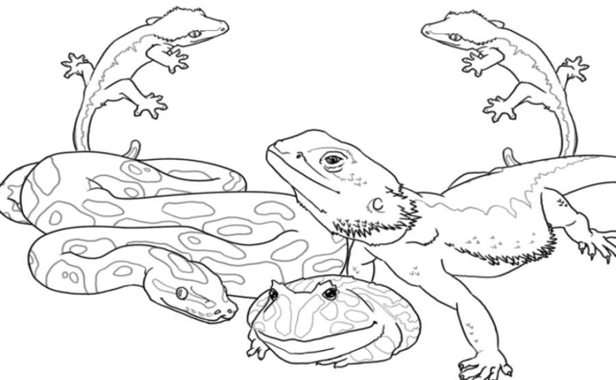 Online coloring pages coloring page snake frog and iguana reptiles download print coloring page