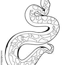 Snake coloring pages