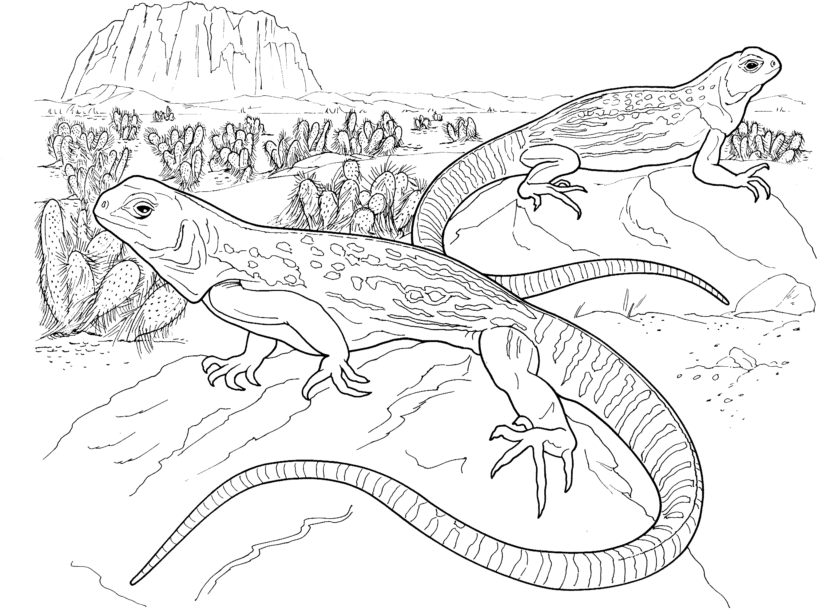 Free lizard coloring pages