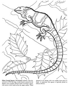 Reptiles colouring pages ideas colouring pages coloring pages animal coloring pages