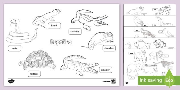 Ks animal groups colouring pack