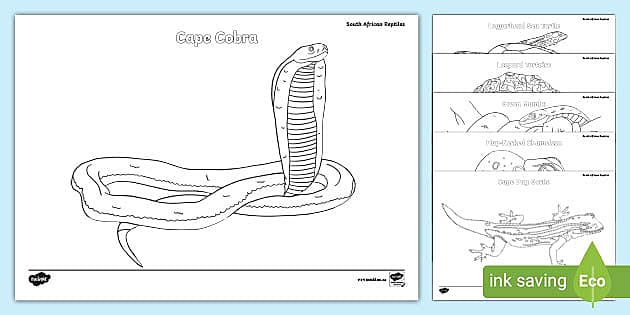 South african reptile louring sheets teacher made