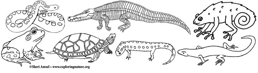 Amphibian and reptile coloring pages