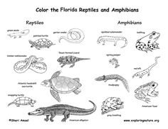 Reptiles colouring pages ideas colouring pages coloring pages animal coloring pages