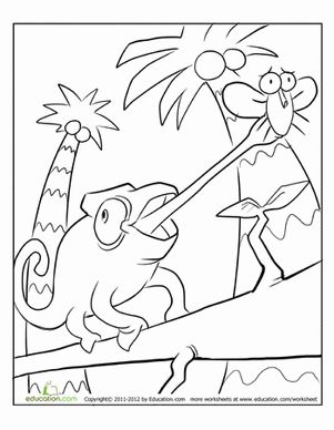 Chameleon worksheet education coloring pages reptiles preschool reptiles