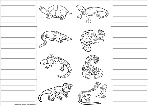 Reptiles lapbook teaching resources