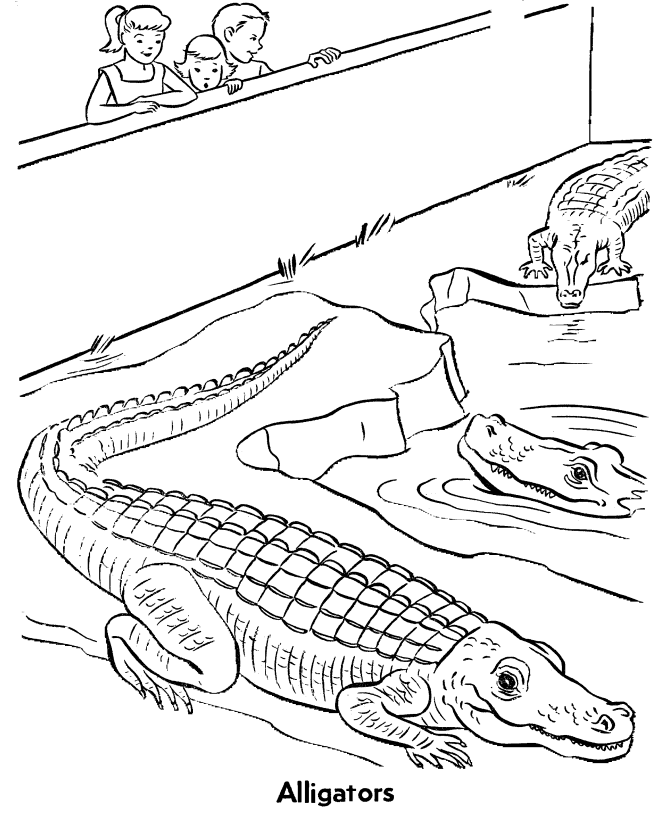 Zoo reptile coloring pages zoo alligators exhibit coloring page sheet