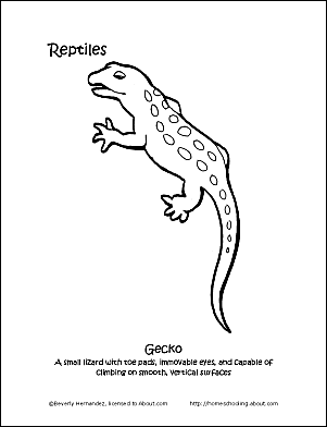 Reptiles coloring book different pages