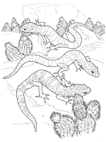 Reptiles coloring pages and printable activities