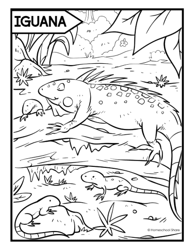 Reptiles coloring pages