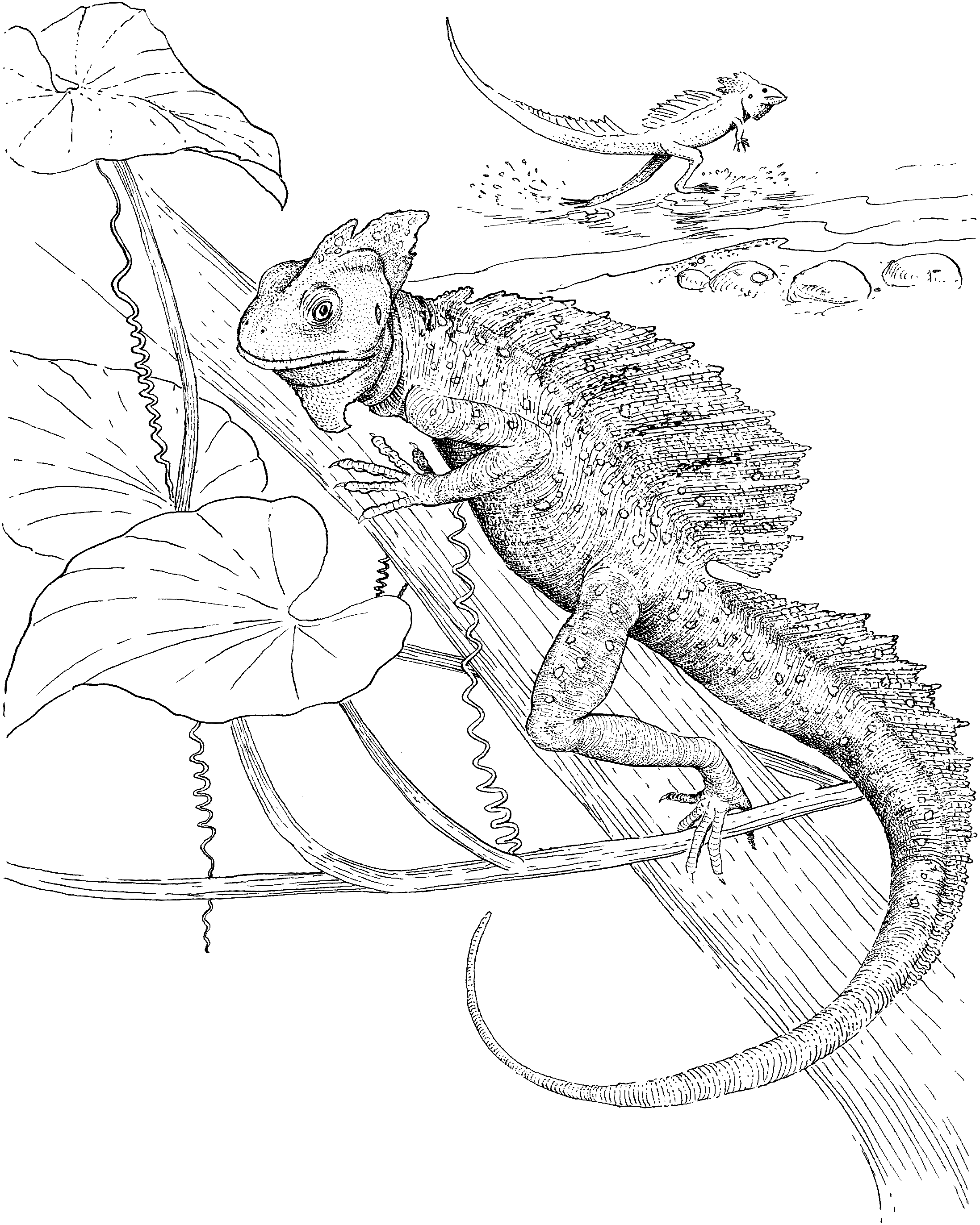 Free lizard coloring pages