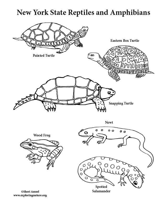 New york state reptiles and amphibians coloring page