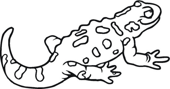 Best reptiles coloring pages for kids