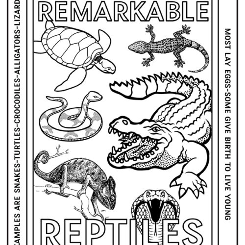 Vertebrates and invertebrates coloring pages made by teachers