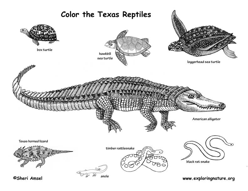 Reptiles of texas coloring page