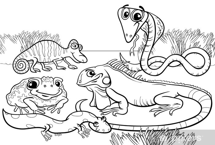 Wall mural reptiles and amphibians coloring page