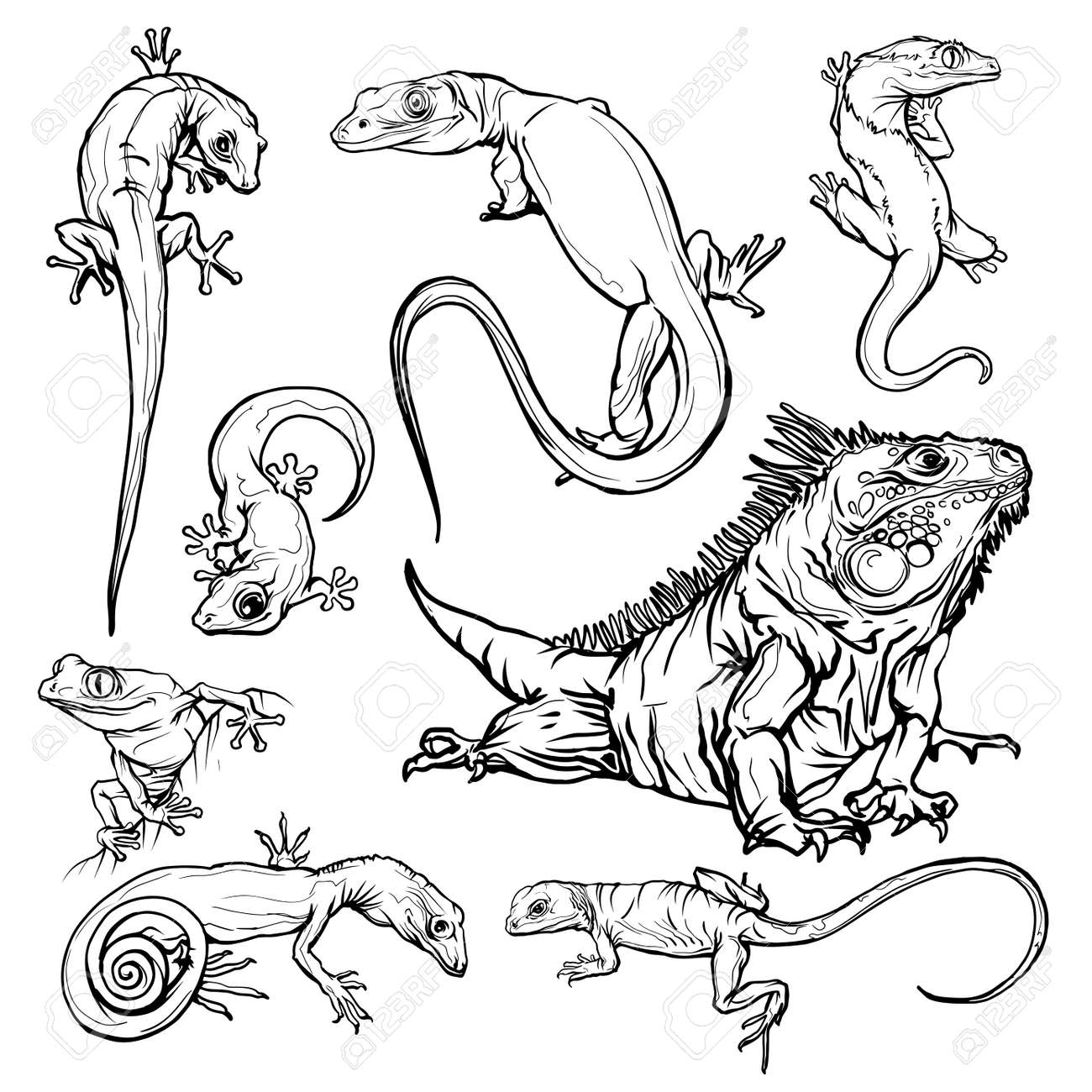 Set with beautiful different reptiles and lizards reptiles coloring page hand drawn illustration design for wallpapers packaging postcards and posters black and white wild nature isolated royalty free svg cliparts vectors and