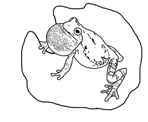 Amphibian and reptile coloring pages