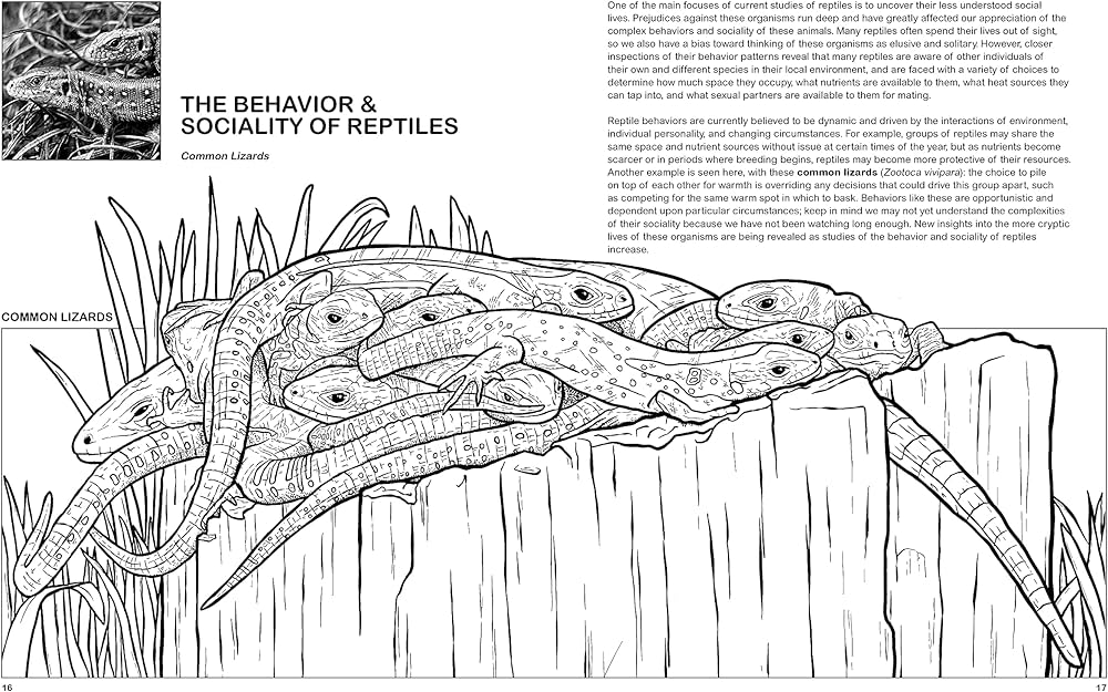 The reptiles coloring book a coloring book coloring concepts coloring concepts inc books