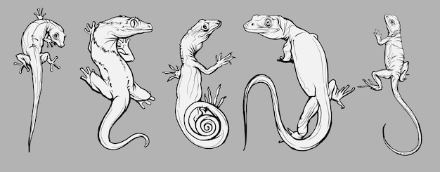 Premium vector set with beautiful different reptiles and lizards reptiles coloring page hand drawn illustration